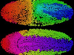 Drosophila embryogenesis