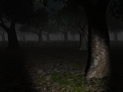 The Forest Outside