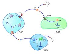 A multi-cell model