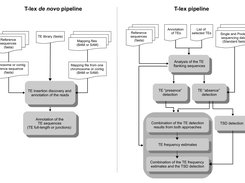The two T-lex pipelines: discovery/annotation/reannotation/population frequency estimates