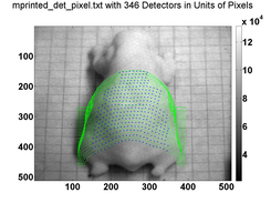Detector positions on mouse. Camera pixels are projected to the surface using line scan.
