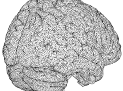 Surface of a cortex mesh