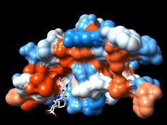 UCSF Chimera showing molecule 1yti