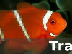 Traviz Screenshot 1