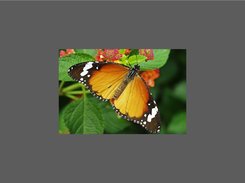 TascConcepts DLL XBPictureViewer10 Screenshot 1
