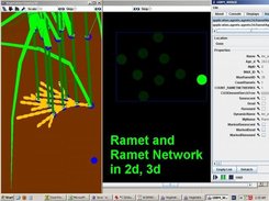 4) Ramet Network in 2d and 3d