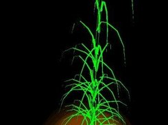 1a) The template species: Virtual Arrhenatherum elatius
