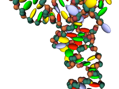 Coarse-grained RNA molecule PDB ID 3L0U with ellipsoidic bases rendering