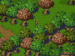 In the forest
