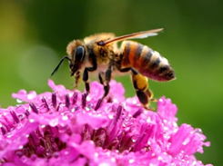 Veo 3.1 Screenshot 2