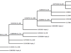 An evolutionary tree