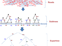 Evolutionary construction