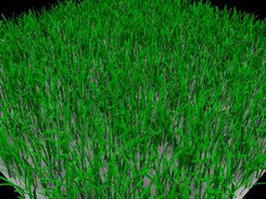 First prototype of grass