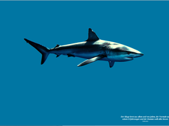 Wallpaper: shark.html