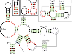 Example drawing of manA motif