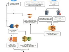 WGSSAT-pipeline