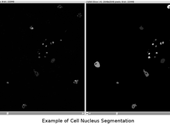 3D Microscopy Image Segmentation
