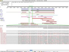 Nucleotide level alignment view