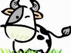 Cute' cow!