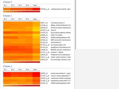 Interactive cluster heat maps based on the same data