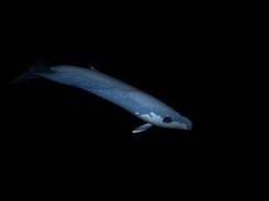 Shot of a whale, converted by Carina from X3D